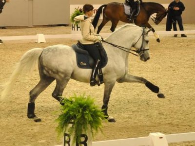 CDI-W Hertogenbosh: Tre cavalli si devono ripresentare.