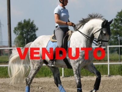 Sella Italiano cat. F/M