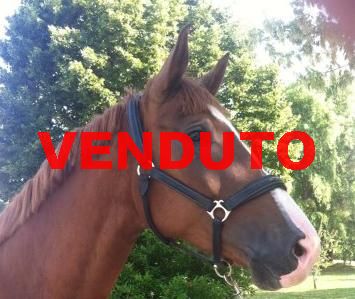 Hannover vincente in M