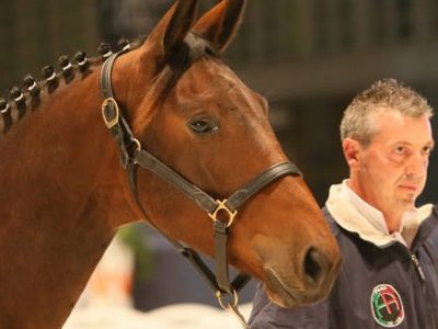 Puledri a Palazzo: Allevamento Fonte-Abeti