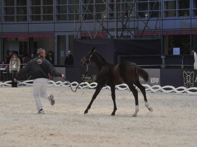 Video: Fonte-Abeti, puledri a Palazzo