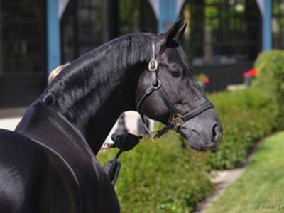 Totilas show a Saint Lo