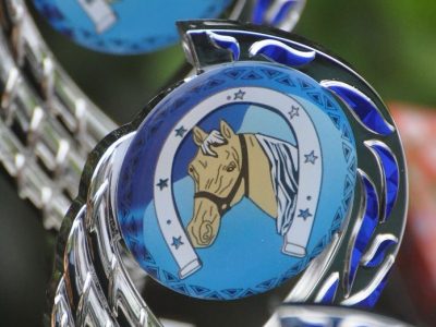 CDN A di  Sommacampagna: i cavalli giovani