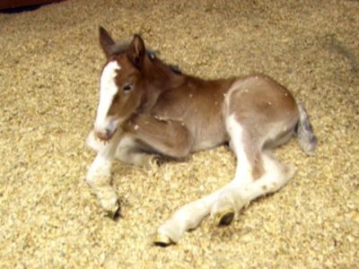 Video: il promo della Bud!