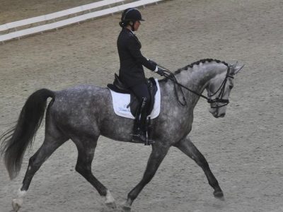 Cavalli Giovani al GESE