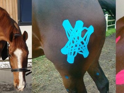 Gitte Soeby… e la KINESIO TAPING applicata al cavallo sportivo.
