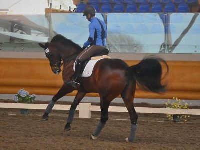 CDI 3* Saumur: Nausicaa Maroni e Rockabella domani in rettangolo.