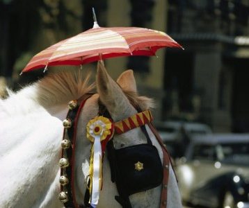 Dipartimento Dressage