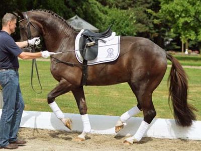 Video: P.S.I. anteprima Ankum