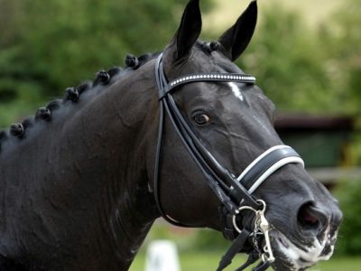 Totilas il cavallo che parlava con gli occhi
