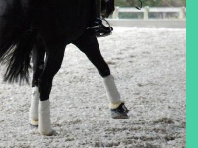 I fondi equestri fondamentali per la salute e performance del cavallo.