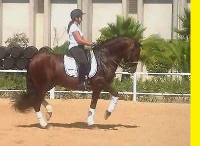 IL CAVALLO IBERICO: IL FUTURO DEL DRESSAGE?