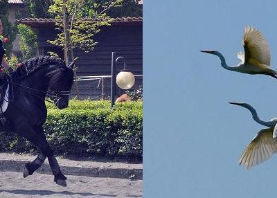 Aironi Dressage a Reggio Emilia