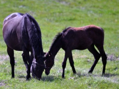 LISE: La Svolta A MILANO LUNEDI’ 1° DICEMBRE