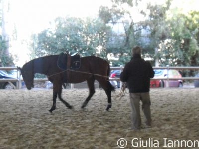Paolo Margi denunciato dall’IHP per la morte del cavallo Flambo.