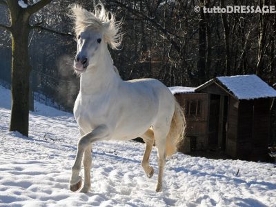 A Roma convegno sul benessere e la tutela del cavallo