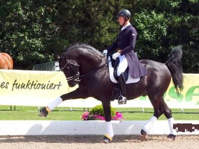 Dirty Dance. Riflessioni sulla rollkur.