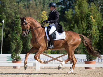 CDN B Busto Arsizio: Giovani Cavalli in gara, fra telenti e promesse.