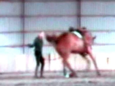 Christine Wels muore colpita da un calcio alla testa da cavallo che si ribella all’addestramento cruento.