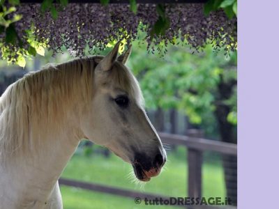 Rollkur, LDR, lavoro alla longe in iperflessione.
