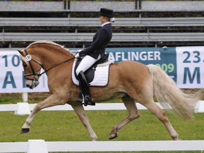 EuroHaflinger anche Dressage a Vermezzo.