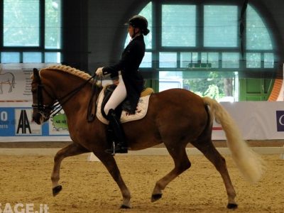 EuroHaflinger a Vermezzo un grande successo.