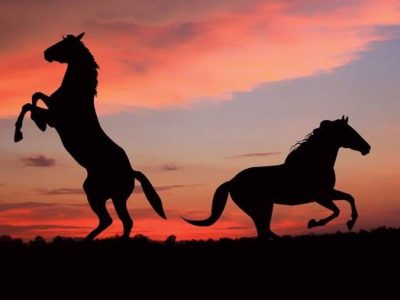 FIERACAVALLI LA 117ª EDIZIONE AL VIA DOMANI