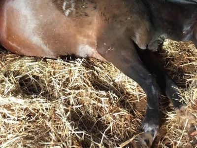 Olanda sotto shock: cavalla fattrice ed incinta mutilata