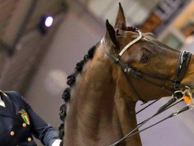 CDI3* Nieuw en Sint Joosland: Bella prova per Norma Paoli con Equitago Zandor