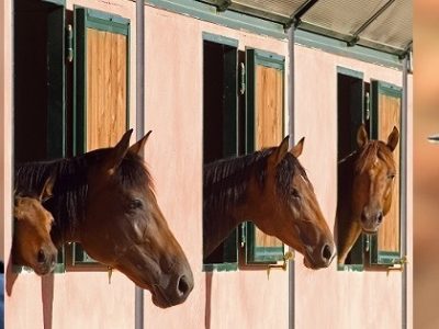 Circolo di Novi: Laura e Margherita Paglieri, Dressage, passione e ….
