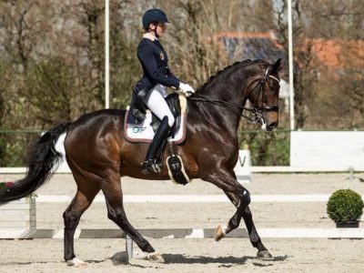 CDI 3* Compiegne: Zandor capriccioso in Francia