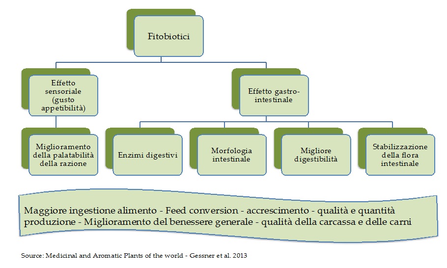 Ethifenol by Ethivet S.r.l., a base di fitobiotici dell'olivo