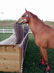 Chablis mentre curiosa nel campo del cross-country del Deodoro Park.