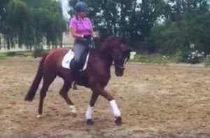 Hayley's Comet cavalla di 6 anni appena giunta a Valgera D' Asti per Valentina Truppa.