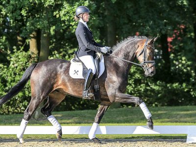 Hannover: futuri campioni nella prossima asta Elite di Verden