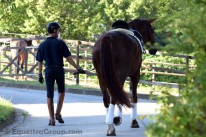 Torniamo in scuderia (photo © Equestra Group / tuttoDRESSAGE).