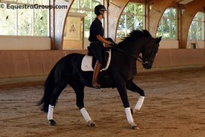 Una quantità di cavalli qualitativi davvero impressionante per Leonardo da Arnd Erben (photo © Equestra Group / tuttoDRESSAGE).