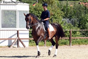 Leonardo al lavoro nella bella arena outdoor ad Iserlohn (photo © Equestra Group / tuttoDRESSAGE).
