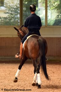 Al lavoro in uno dei due maneggi coperti questa volta con una cavalla giovane (photo © Equestra Group / tuttoDRESSAGE).
