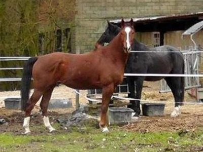 Figlio di Totilas rubato all’allevamento Peterhof