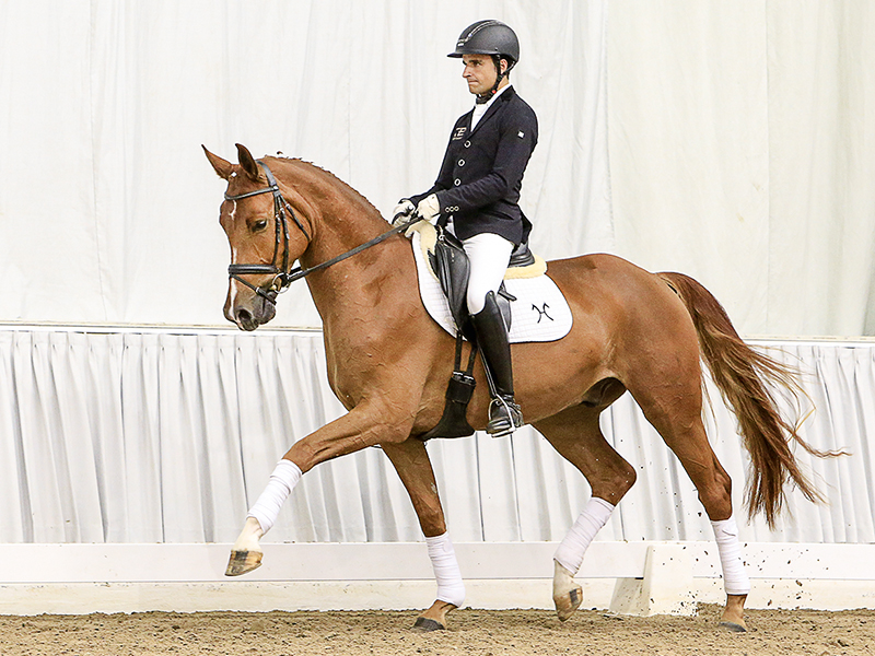 La presentazione della collezione annover fissata il prossimo 5 novembre (photo Courtesy © Hannoveraner Verband)