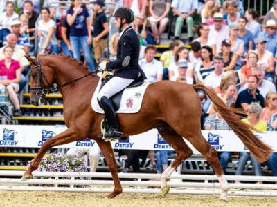 Stalloni Hannoverani l’ evento dell’ anno si avvicina a Verden