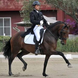 Soleada al debutto in Prix St. Georges (photo courtesy: Andrea Giovannini).