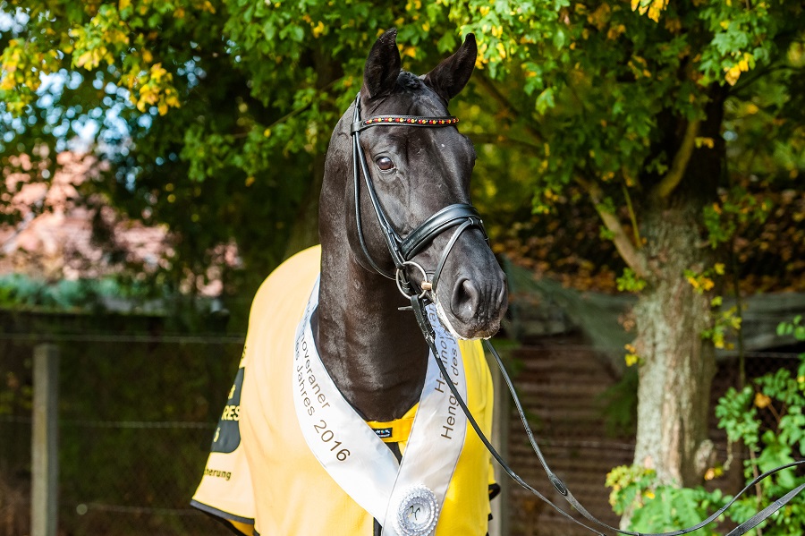 Desperados FRH (photo © Hannoveraner Verband, Tilgner)