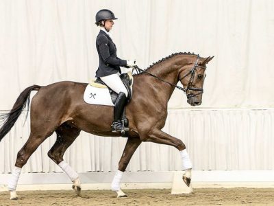 Ente Hannover: positiva l’ultima asta dell’ anno a Verden