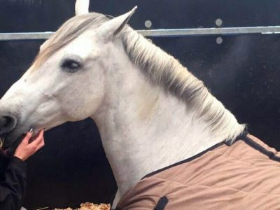 Karin Sol il cavallo che vede e gareggia attraverso gli occhi della sua amazzone