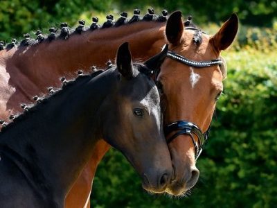 Hannover: gli obiettivi individuali di allevamento