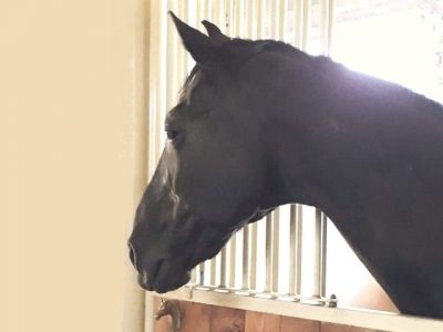 Bobbo si racconta dalla sua pensione dorata all’ HorsEtta