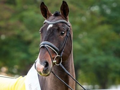 Hannover: le linee di stalloni