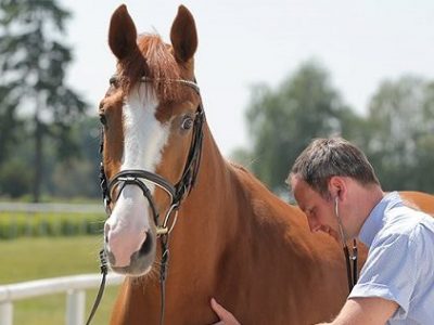 Pacchetto completo alle aste di Verden